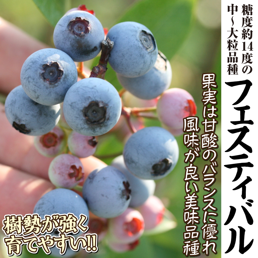 フェスティバル