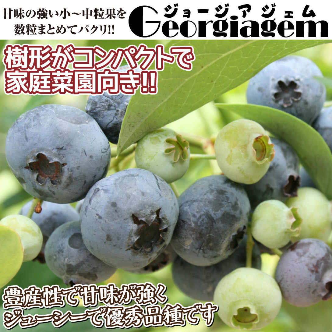 ジョージアジェム