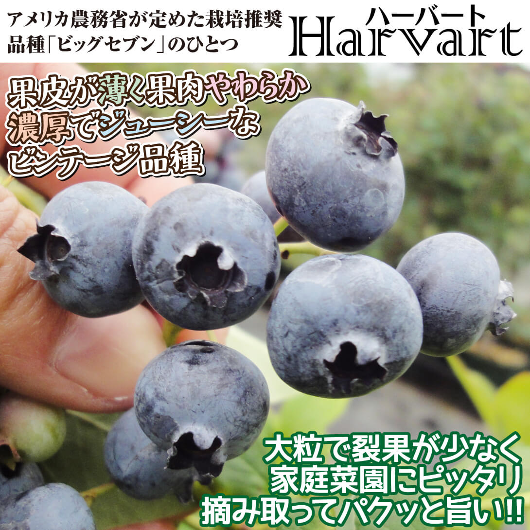 ハーバート