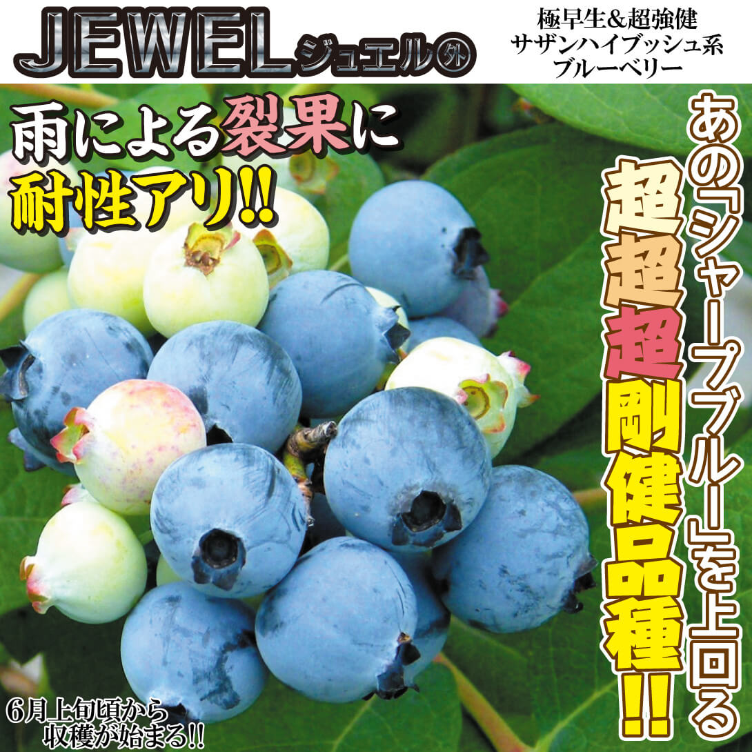 サザンハイブッシュ系ブルーベリー苗ジュエル