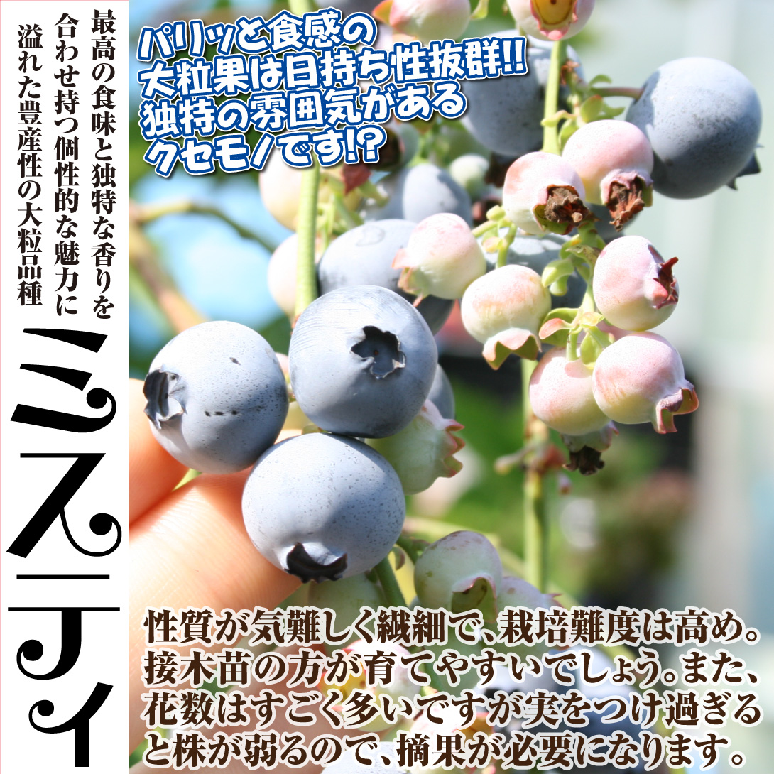 サザンハイブッシュ系ブルーベリー苗ミスティ