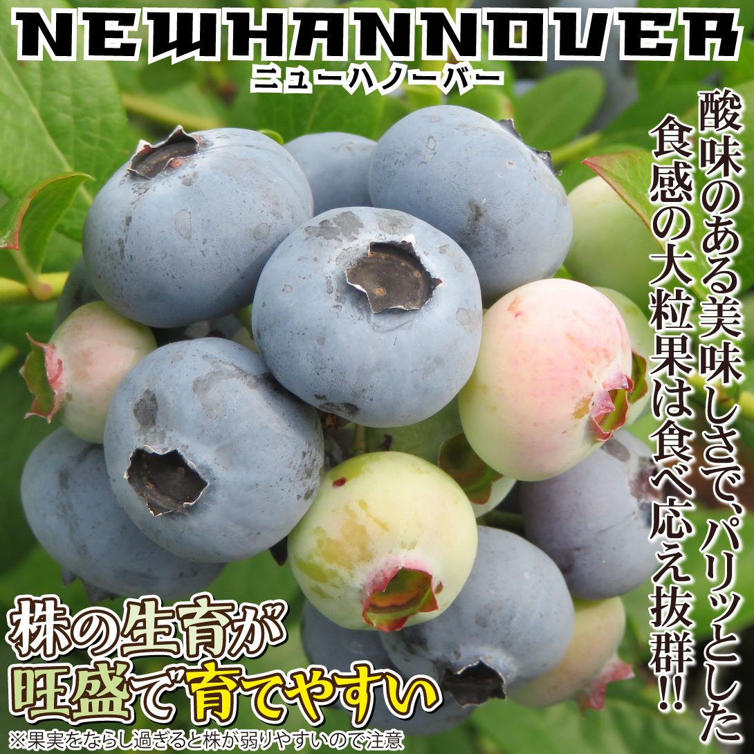 ニューハノーバー