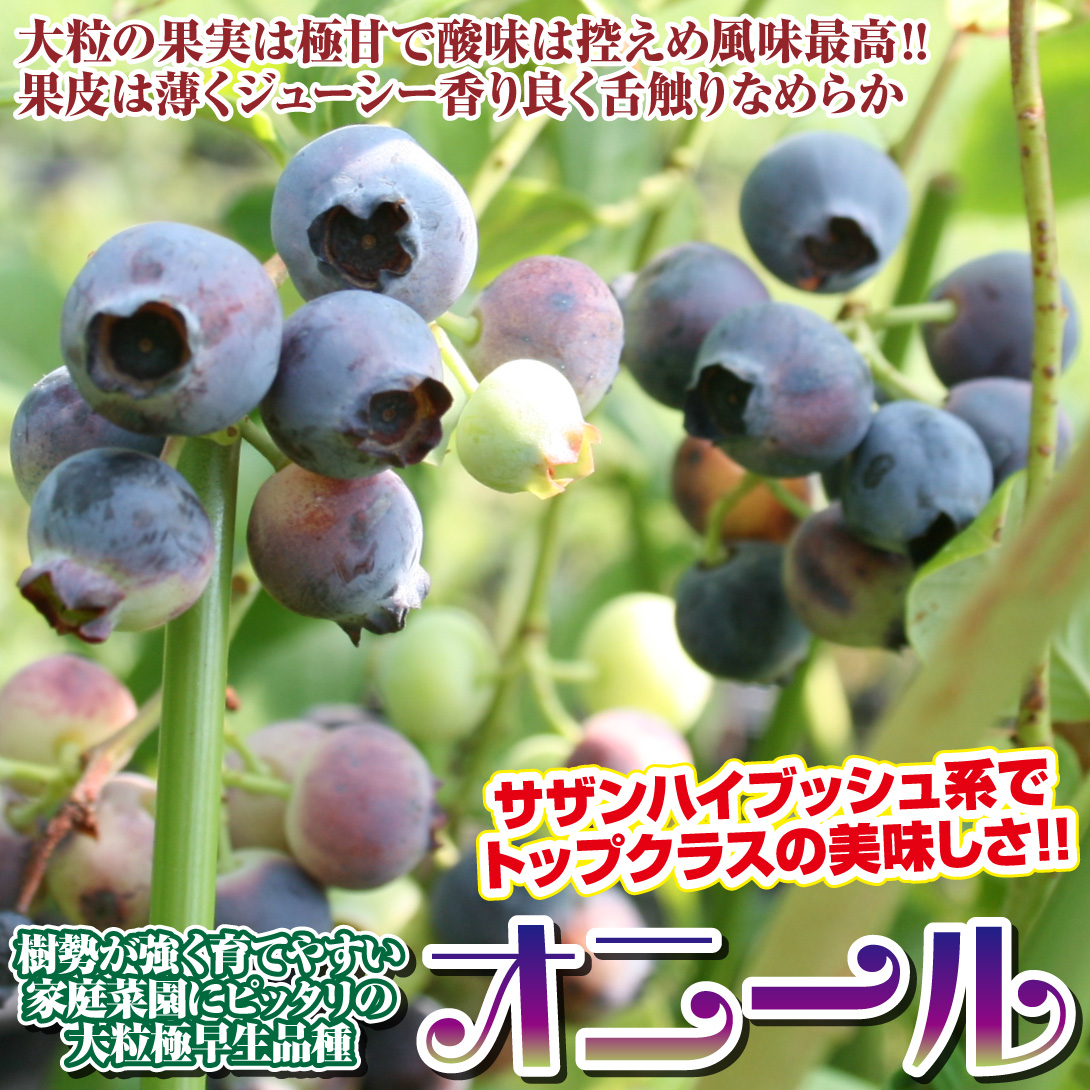サザンハイブッシュ系ブルーベリー苗オニール