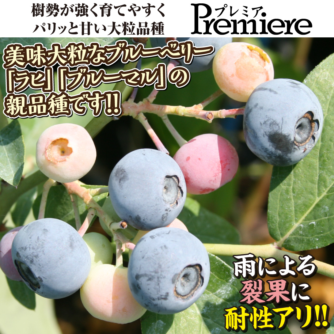 プレミア