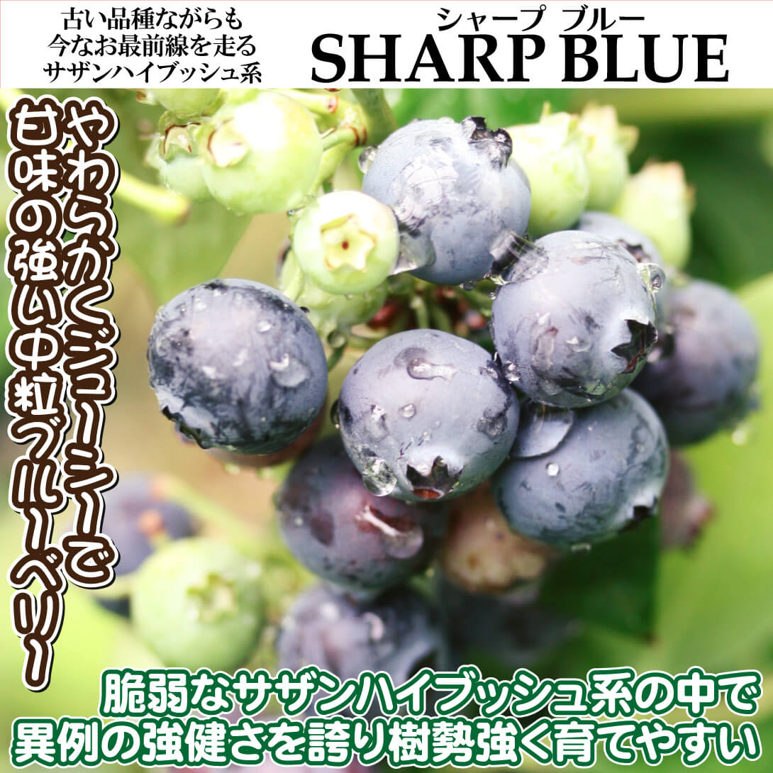 サザンハイブッシュ系ブルーベリー苗シャープブルー