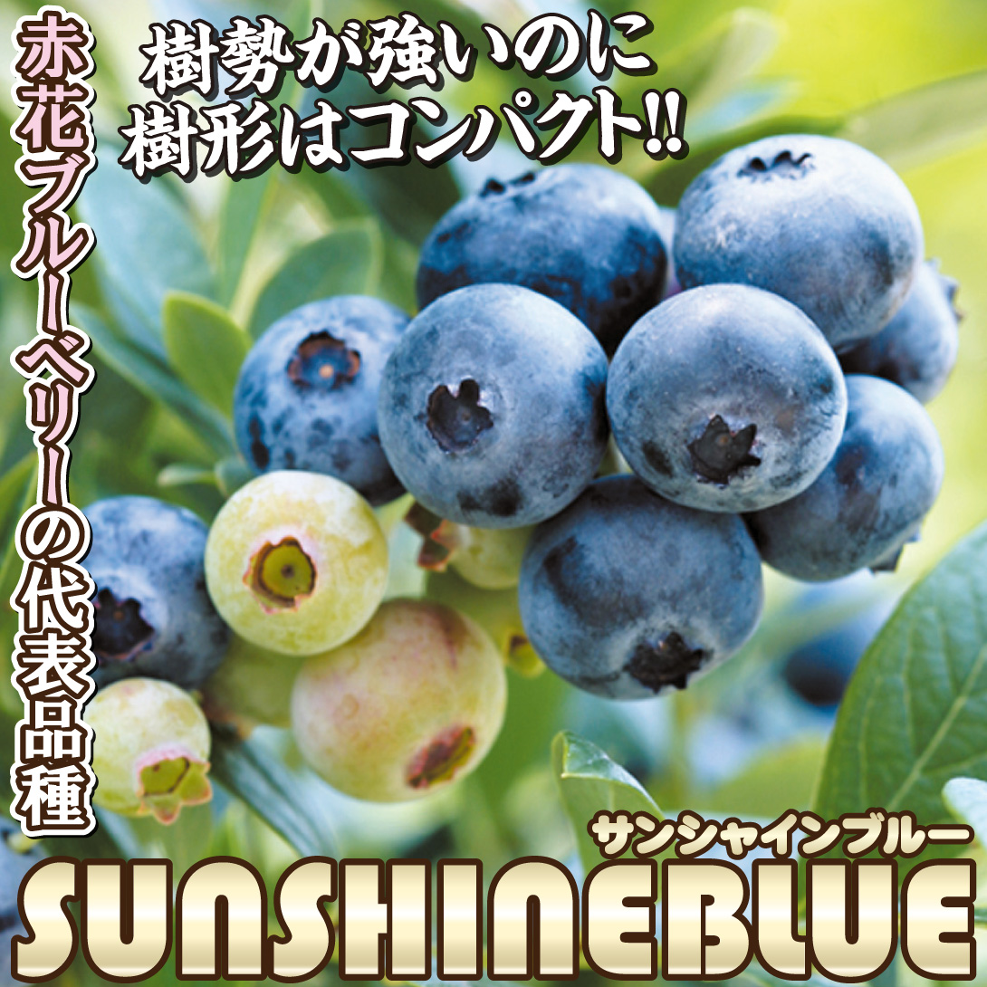 サンシャインブルー