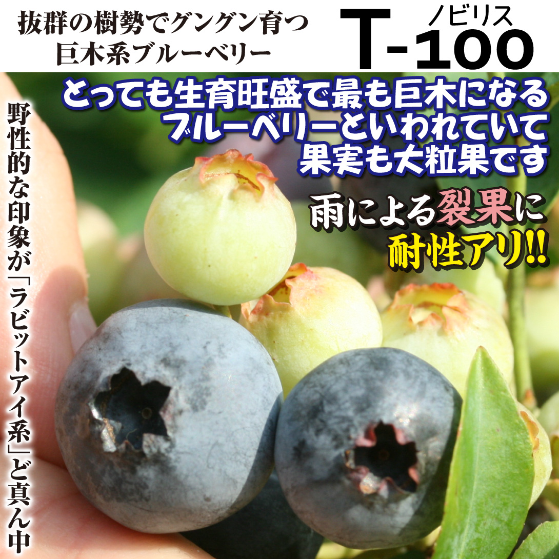 T-100