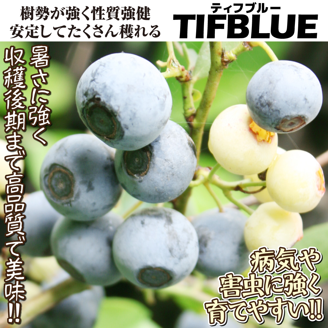 ティフブルー