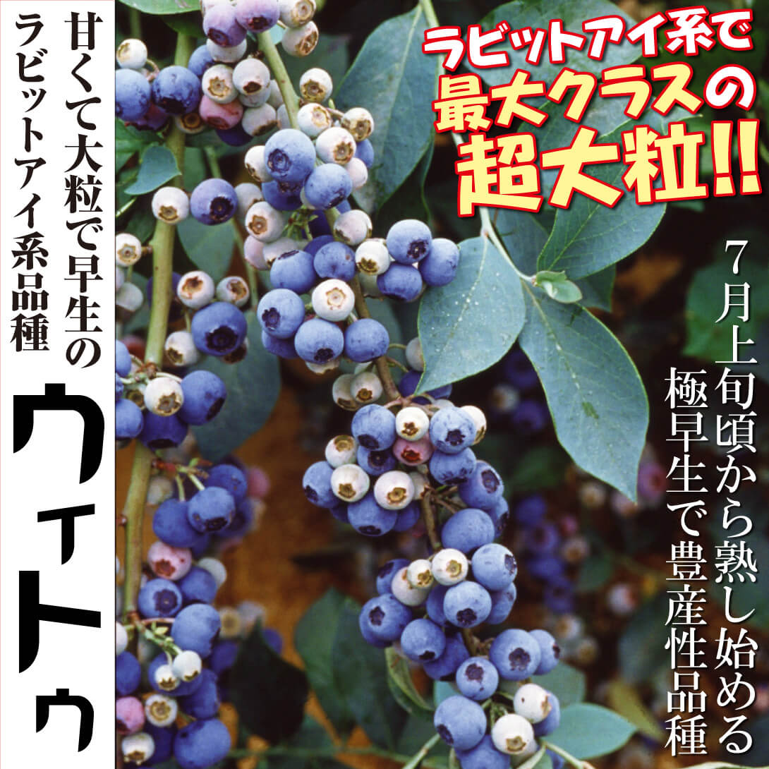 ラビットアイ系ブルーベリー苗ウィトゥ