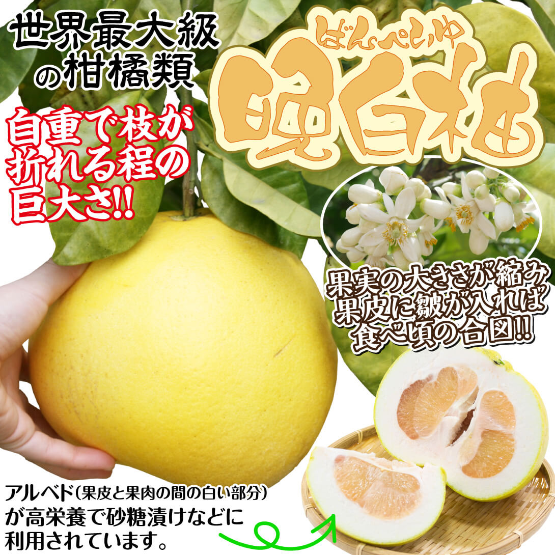 晩白柚