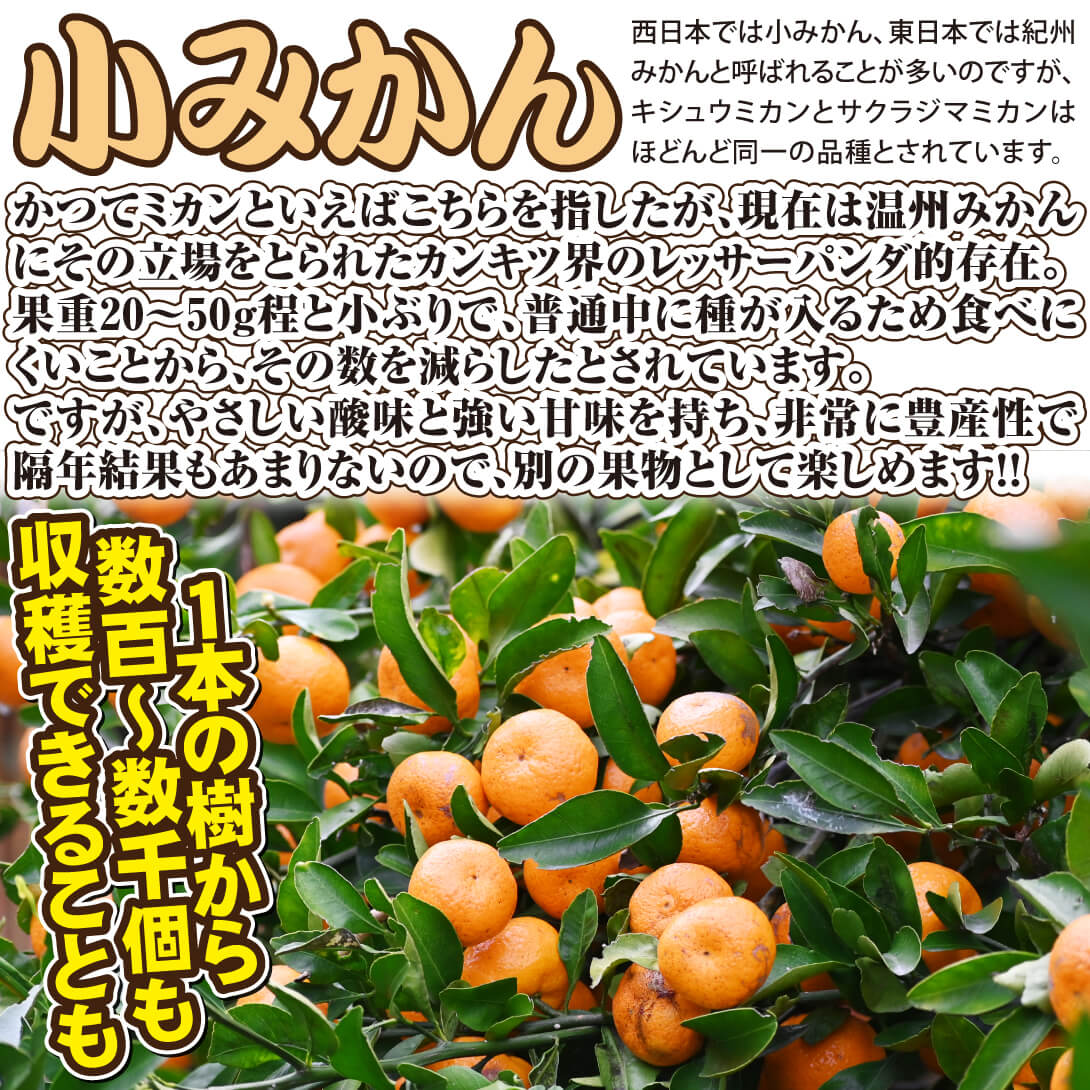 小みかん