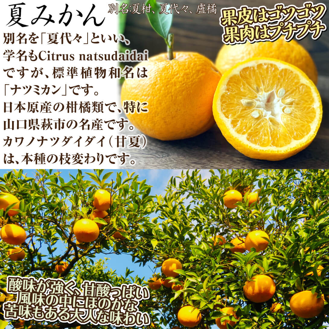 夏みかん