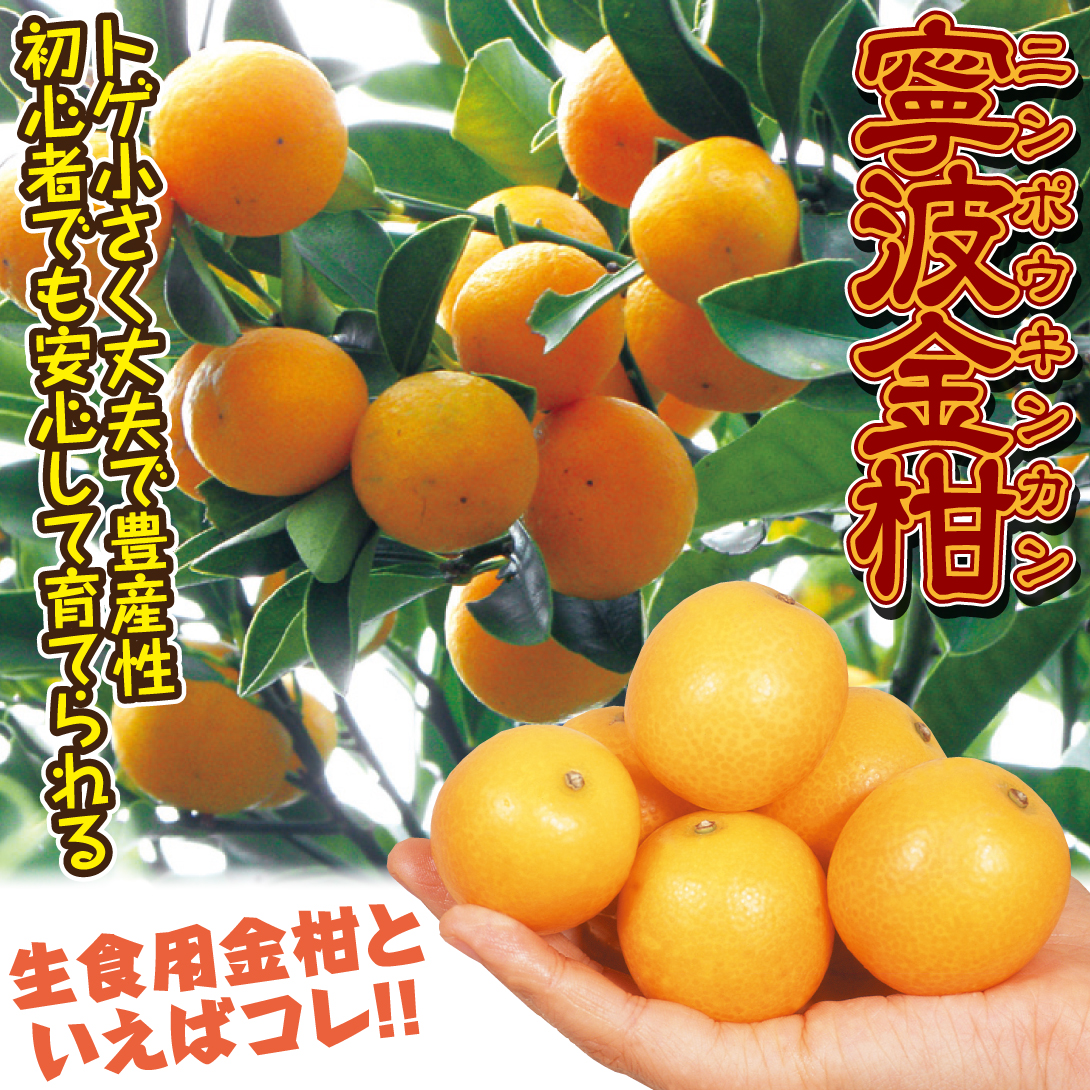 ニンポウキンカン
