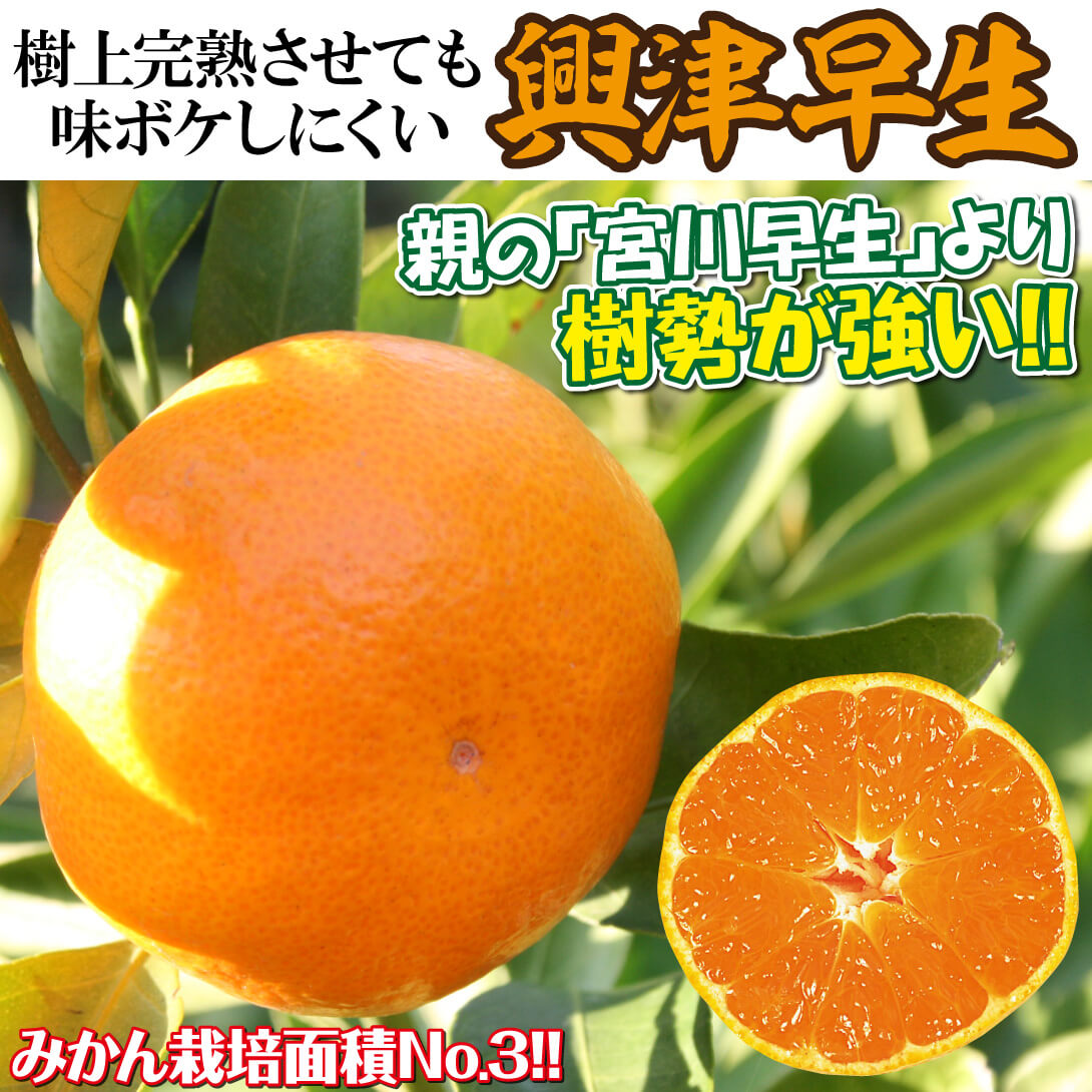 興津早生
