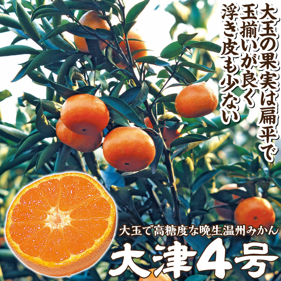 大津4号