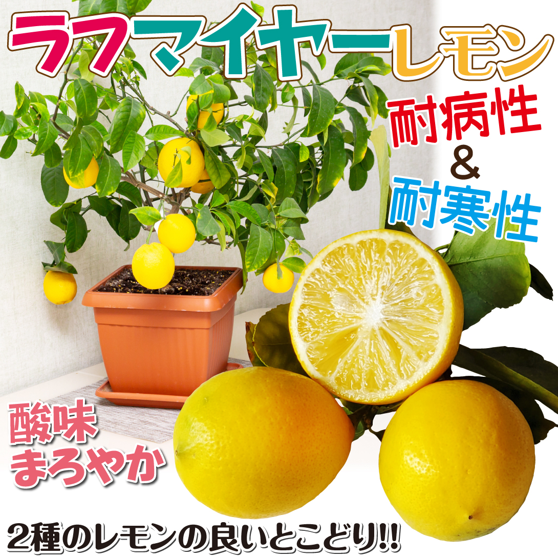 ラフマイヤーレモン