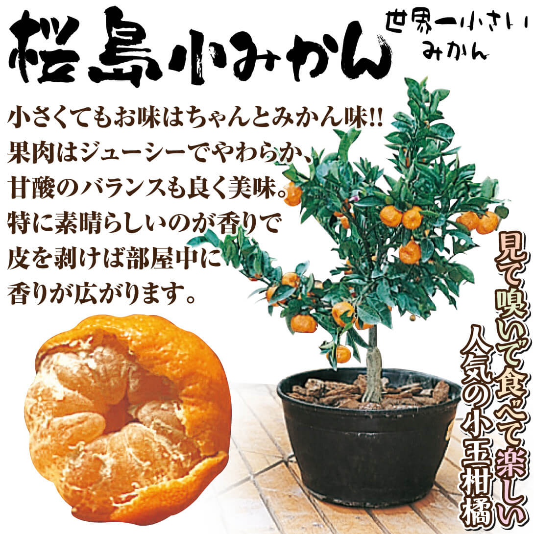 桜島小みかん