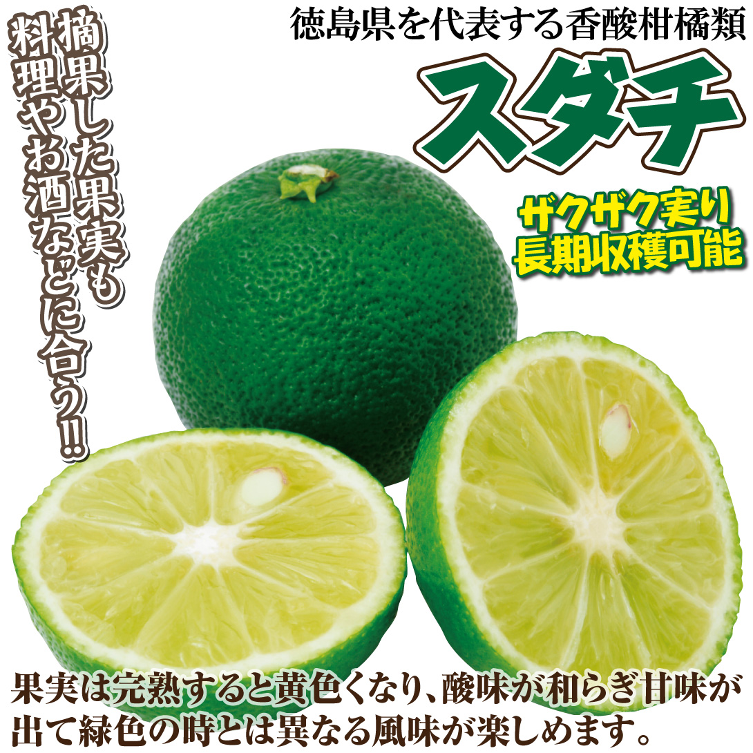 スダチ