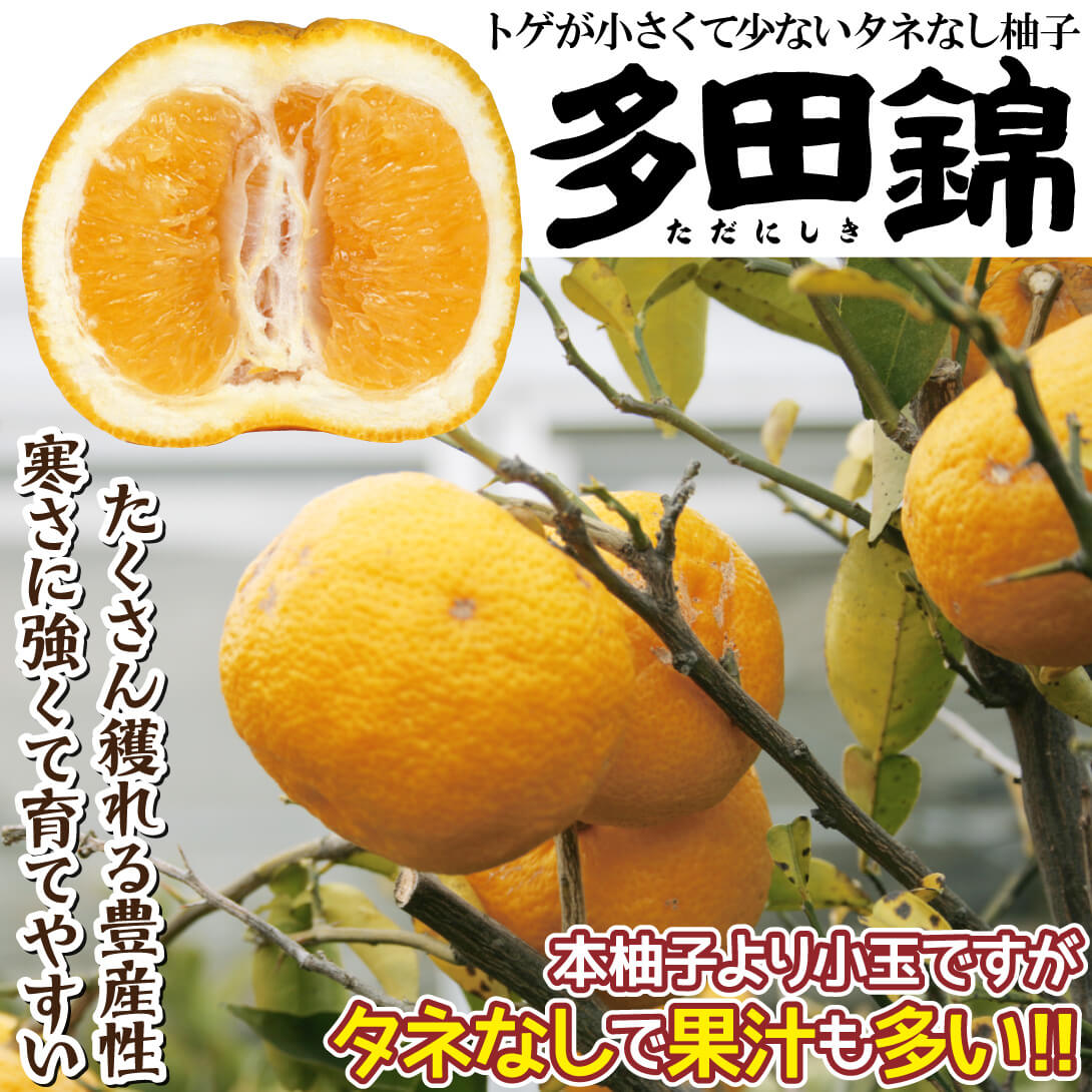 多田錦