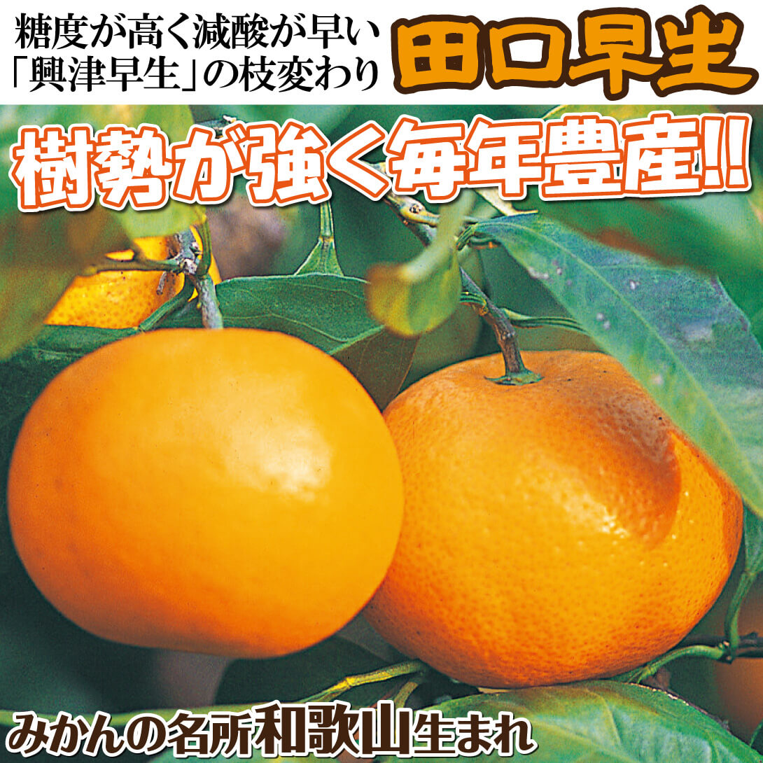 田口早生
