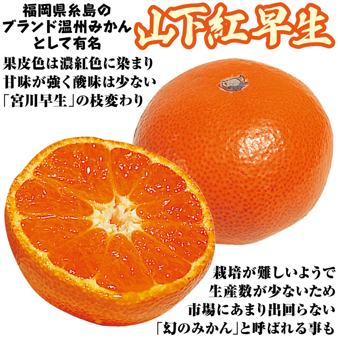 山下紅早生