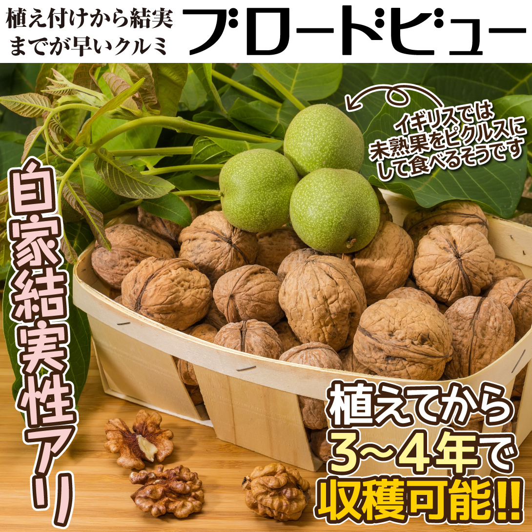 ブロードビュー