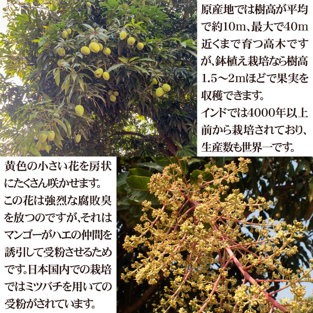 マンゴー