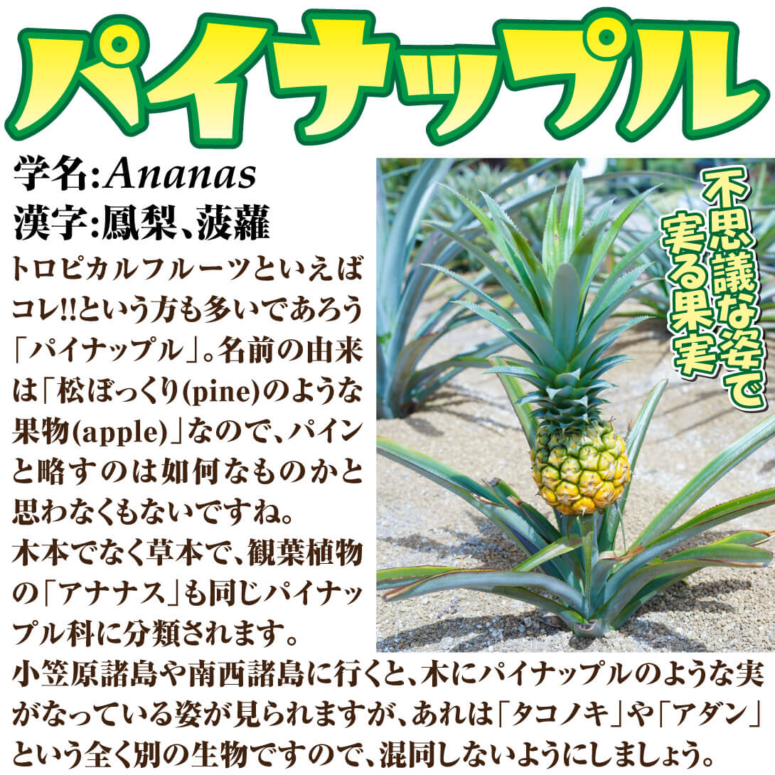 パイナップル