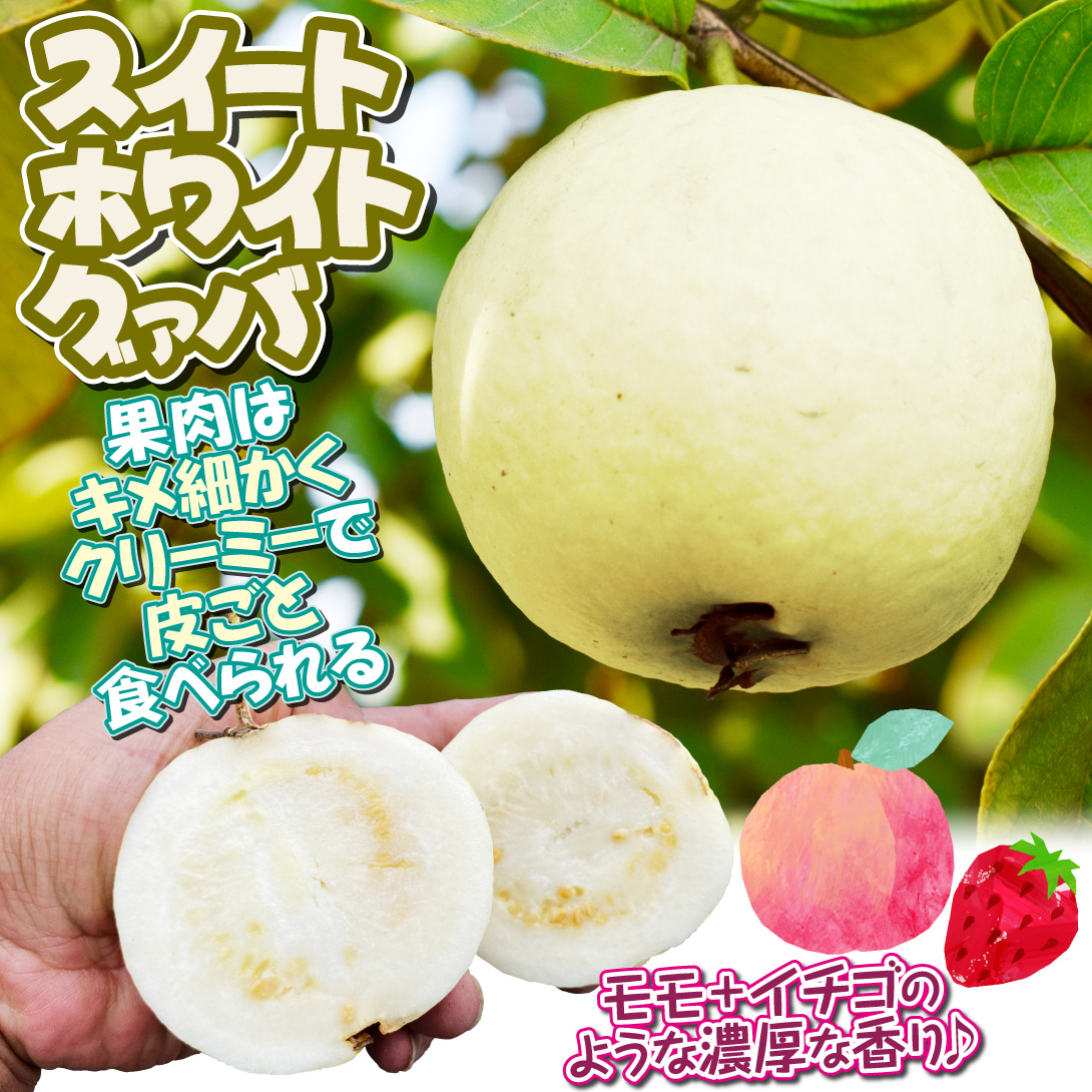 スイートホワイトグァバ