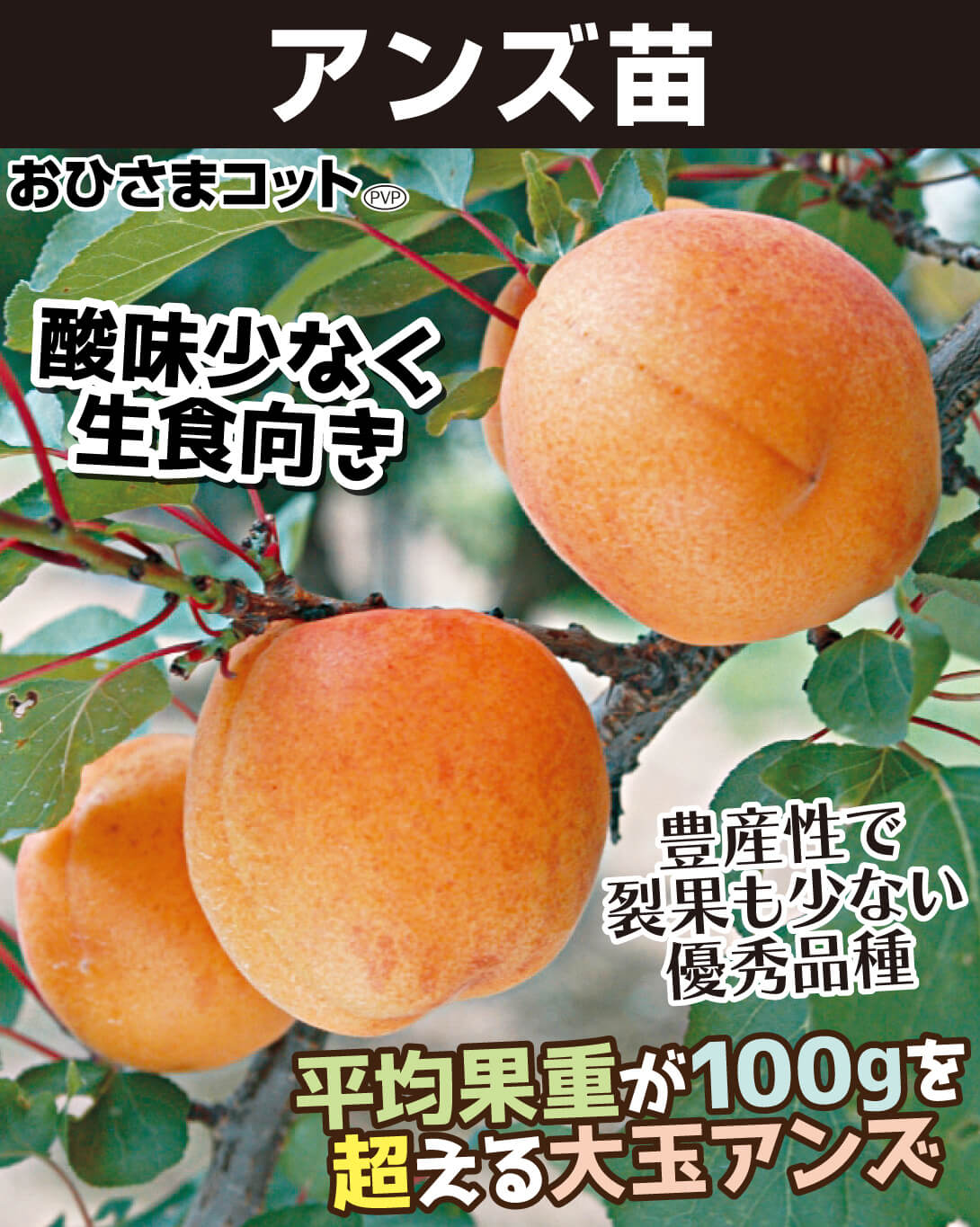 アンズ苗おひさまコット