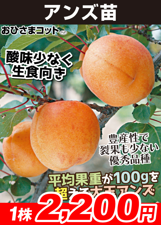 アンズ・おひさまコット
