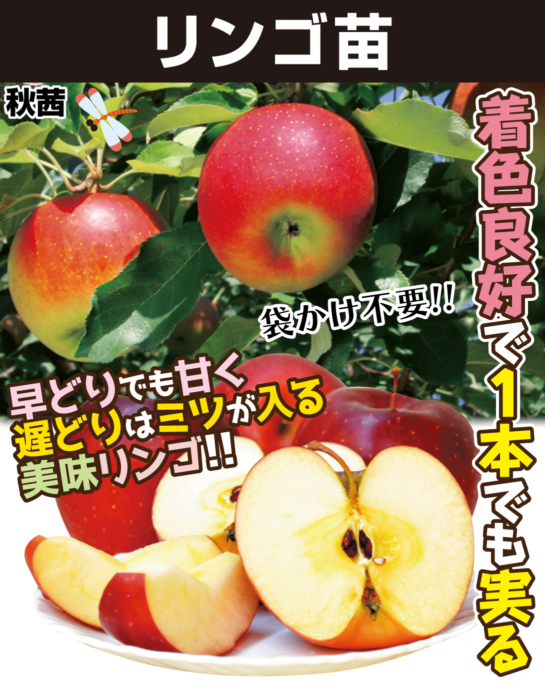 リンゴ苗秋茜