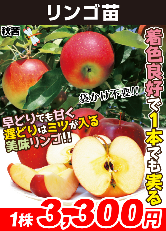 秋茜