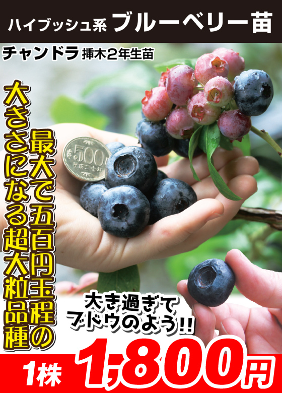チャンドラ挿木2年