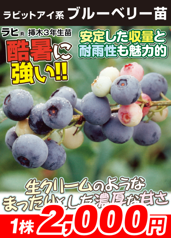 ラヒR