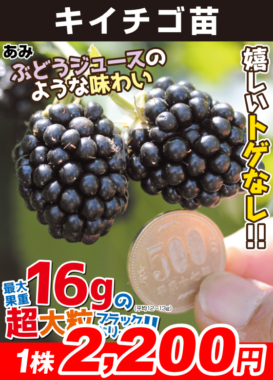 ブラックベリー あみ