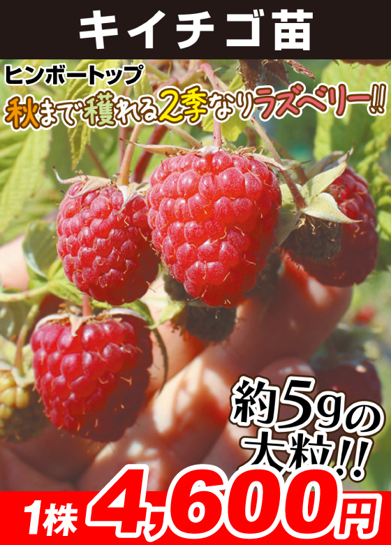 ヒンボートップ