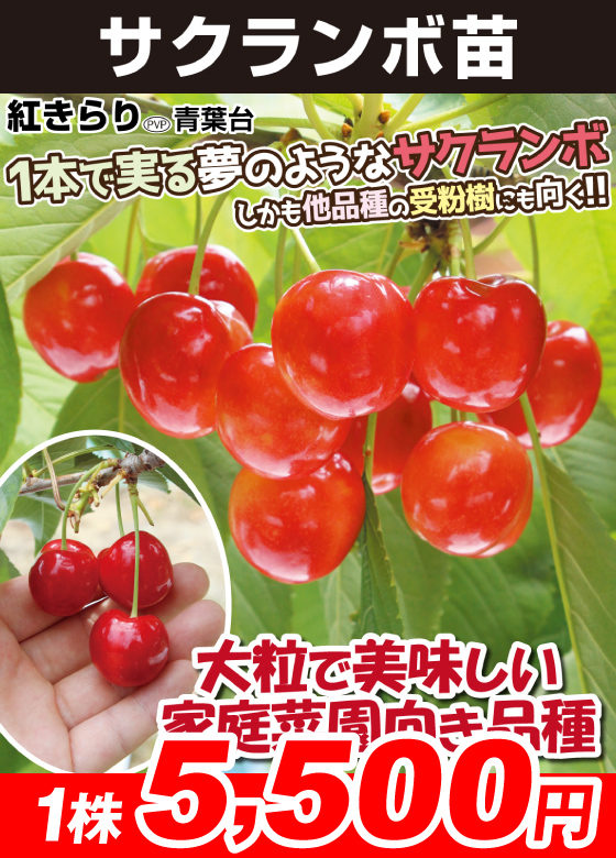 サクランボ・紅きらり