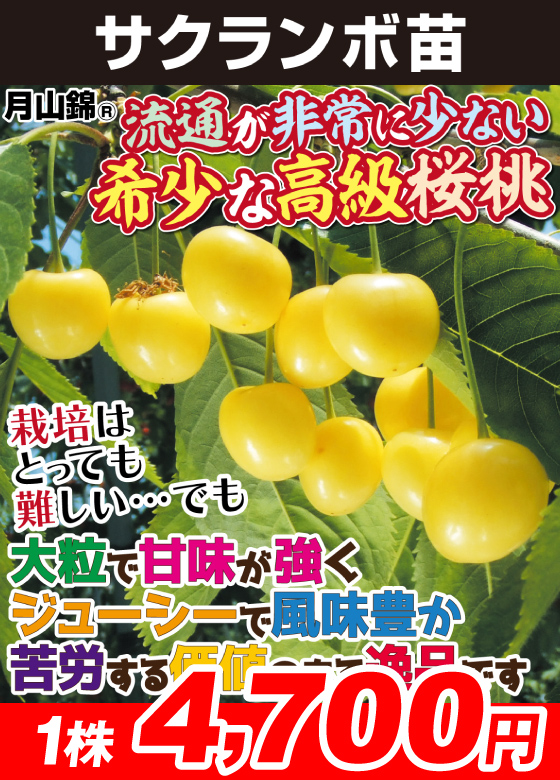 月山錦R青葉台