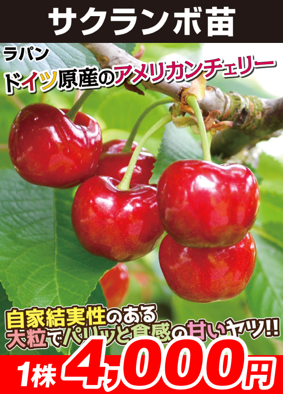 ラパン