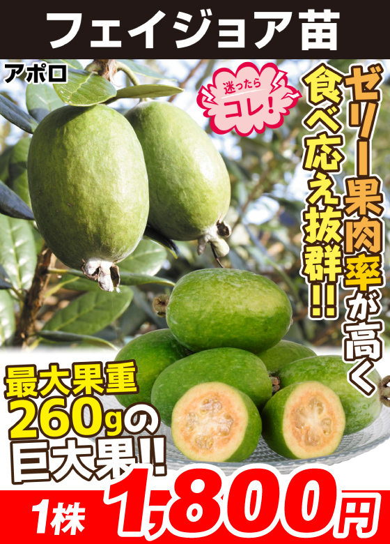 アポロ