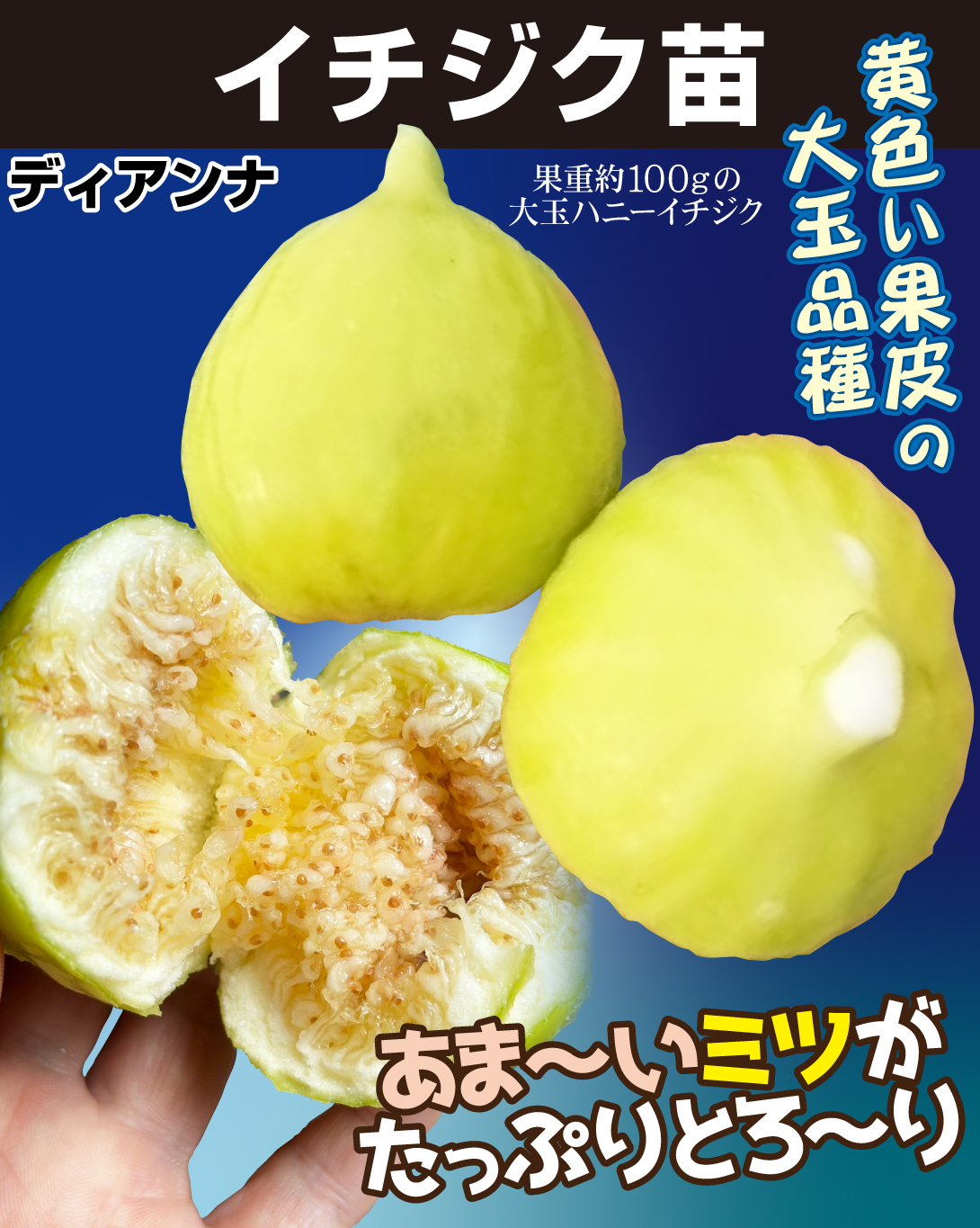 イチジク苗・ディアンナ