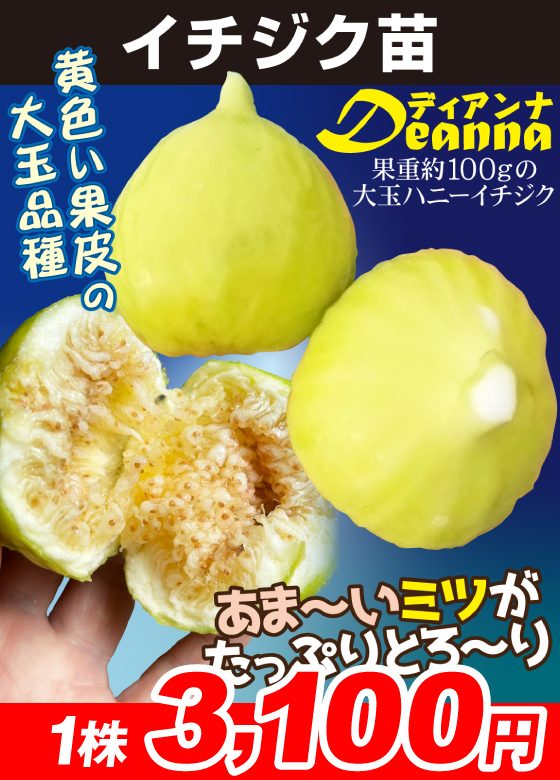 イチジク ディアンナ