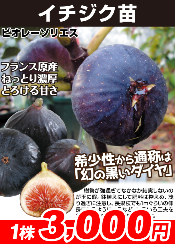 ビオレーソリエス