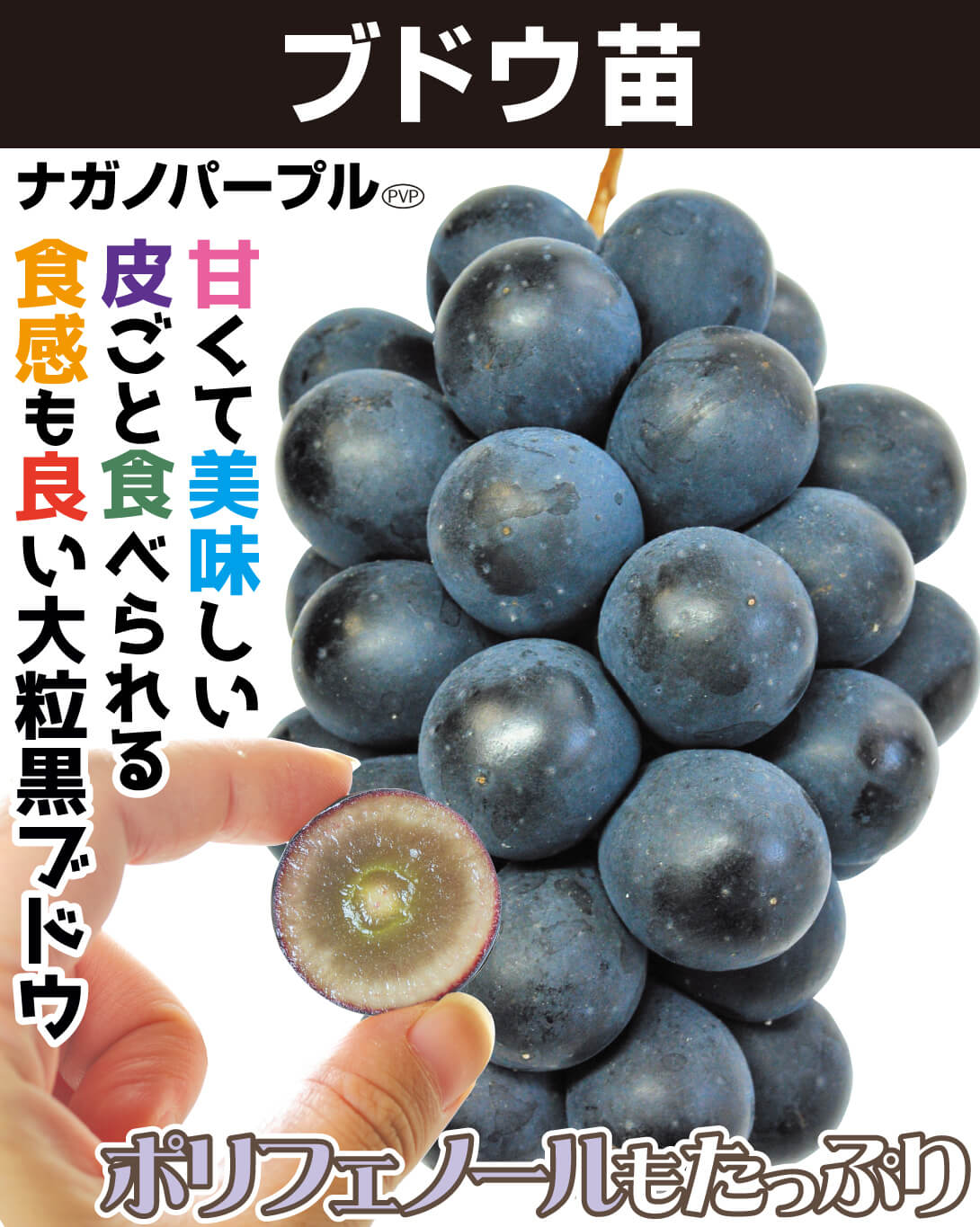ナガノパープル