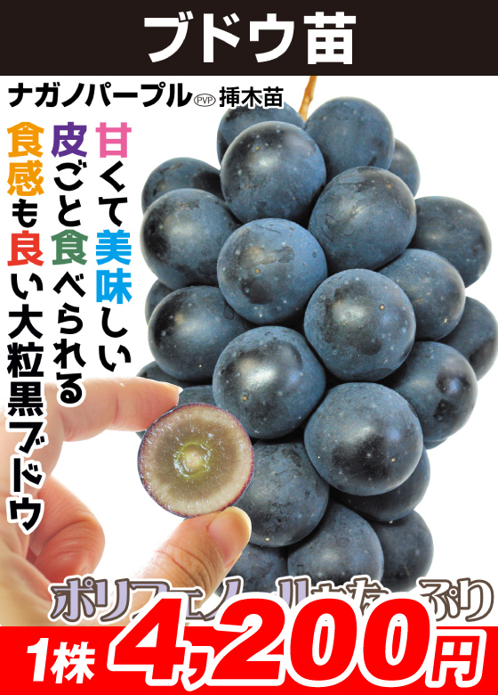 ナガノパープル ブドウ