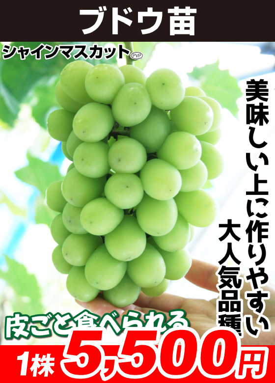 シャインマスカット ブドウ