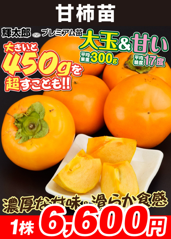 輝太郎プレミアム 甘柿