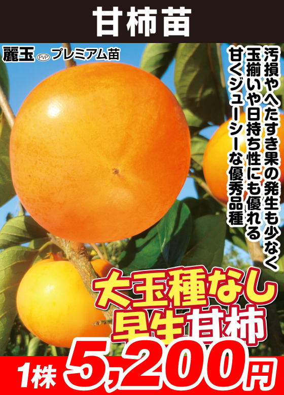麗玉プレミアム 甘柿