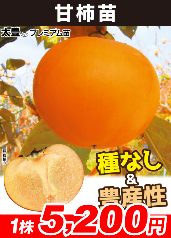太豊プレミアム 甘柿